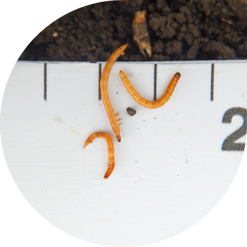 Шертушілер (сым құрттары)