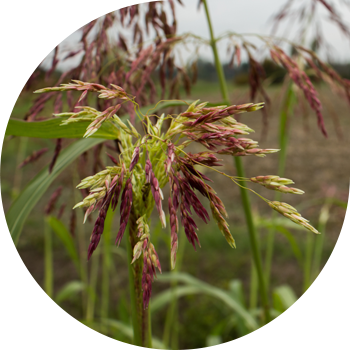 Алеппо құмайы (гумай)