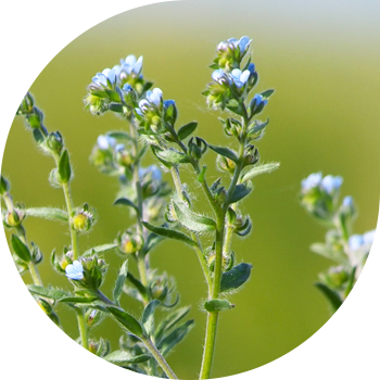 Кәдімгі Velcro, шығыңқы, Қаражидек