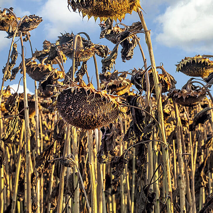 Что&nbsp;дает десикация?