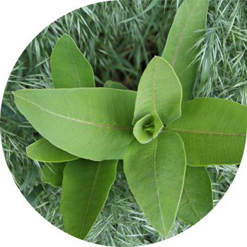 Сириялық Ваточник