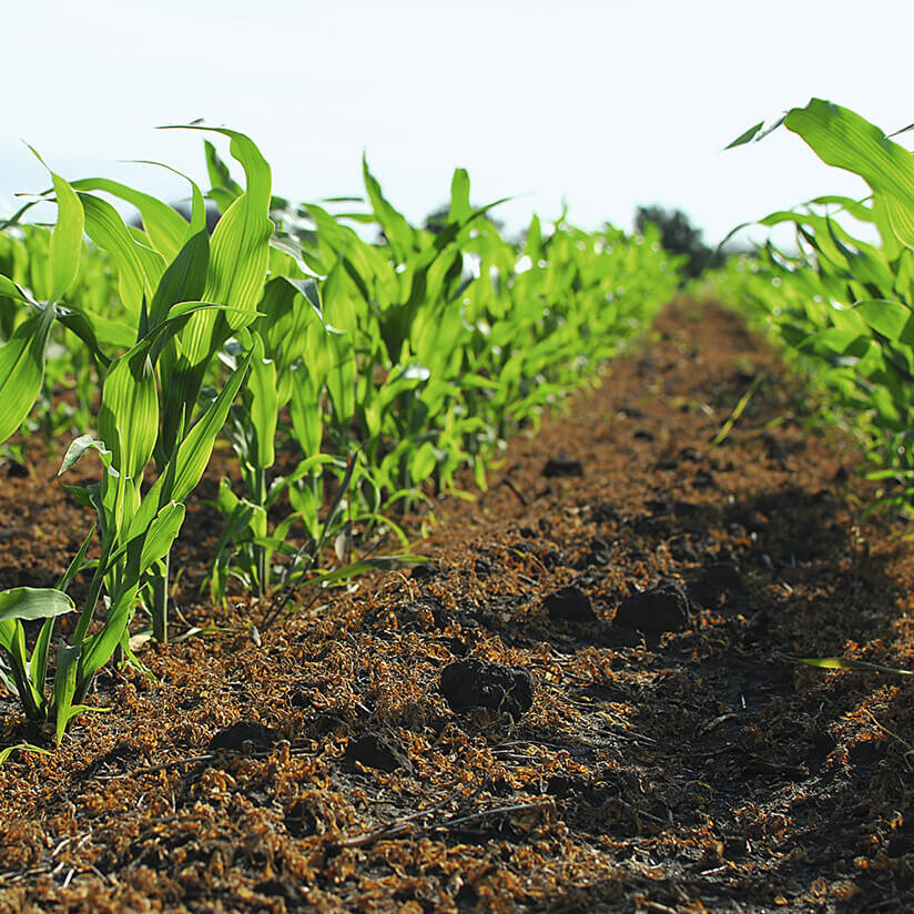 Фултайм®: обработал&nbsp;&mdash; и&nbsp;забыл. Зарегистрирован новый комбинированный препарат для&nbsp;защиты кукурузы от&nbsp;сорняков.