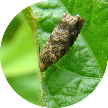 Соя көбелегі