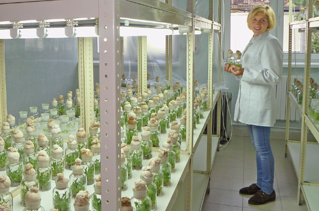 Свекловодство в&nbsp;Беларуси