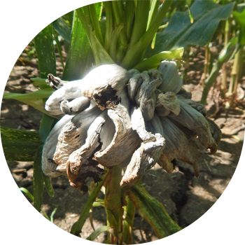 Көпіршікті жүгері