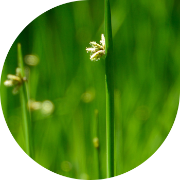 Жайылған қамыс