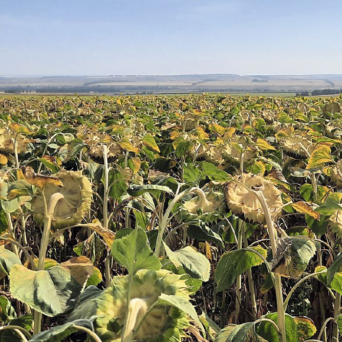 Одиссей и&nbsp;Мортира