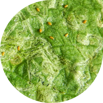 Түнгі Шахтер