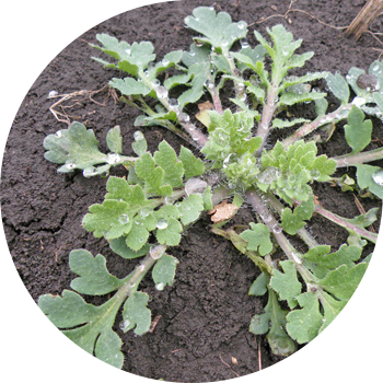 Өздігінен жүретін көкнәр