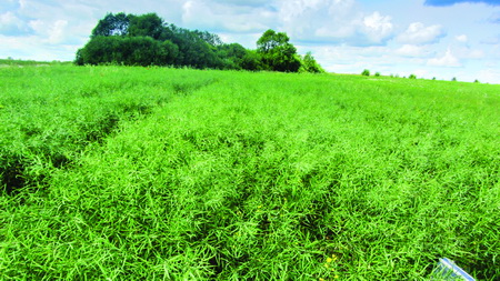 Эсток. После него на&nbsp;поле только рапс!