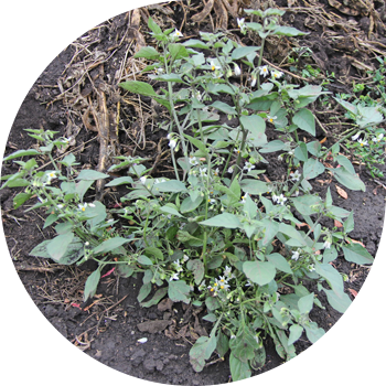 Түнгі көлеңке қара