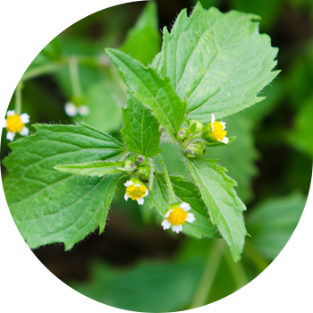 Кішкентай гүлді Галинсога