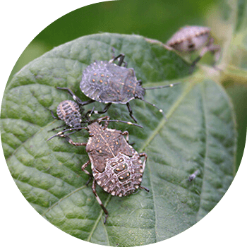 Қоңыр мәрмәр қатесі