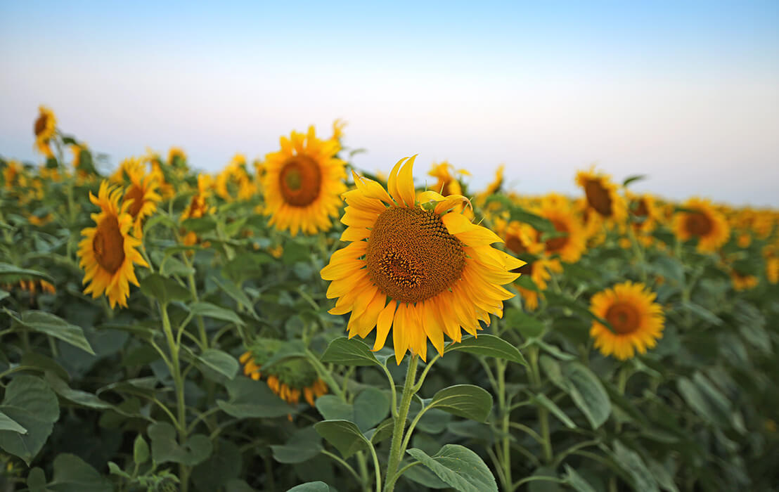 "Тамыз-Муслюм"