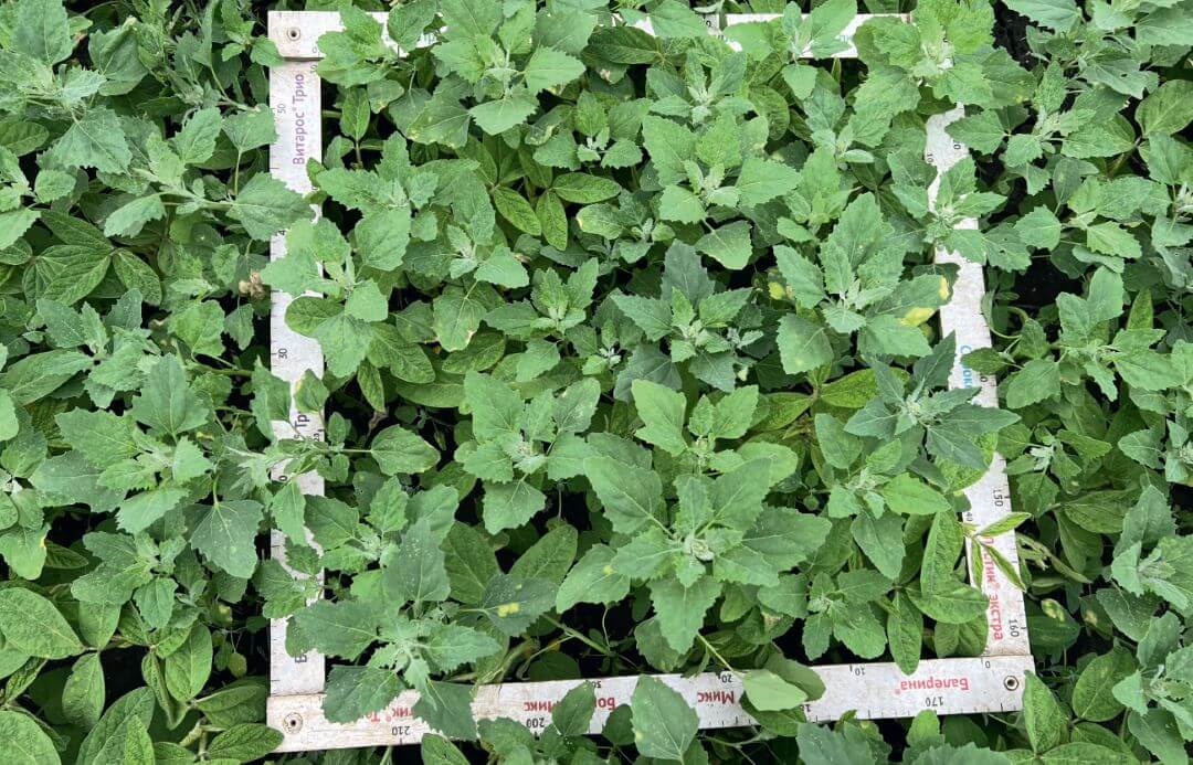 Проблемы на&nbsp;сое?..