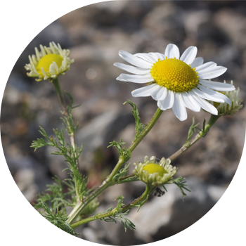 Иіссіз түймедақ (тесілген, үш қабырғалы)