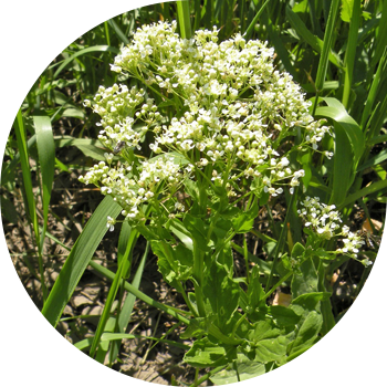 Кардария круп тәрізді