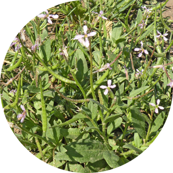 Хориспора нәзік