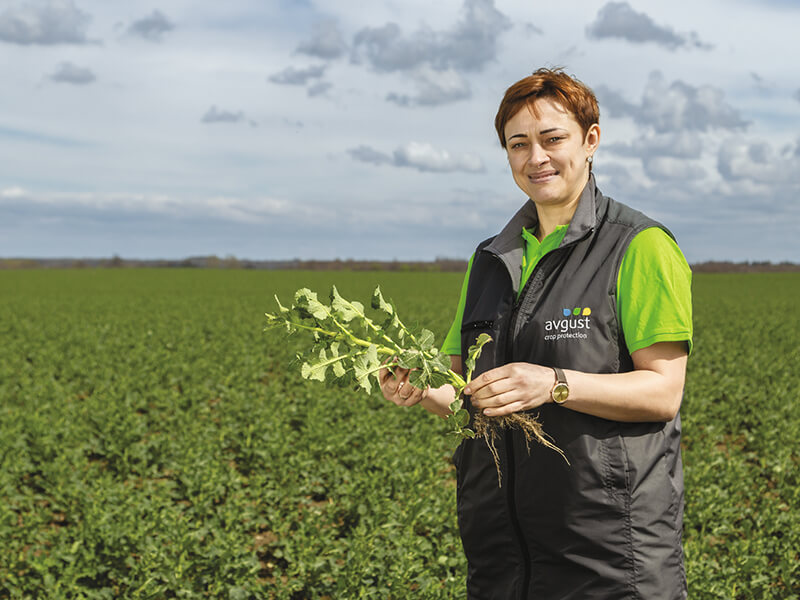 Как&nbsp;защитить озимый рапс?