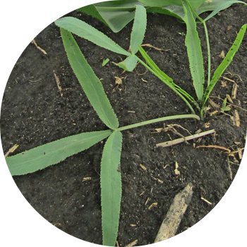 Кәдімгі кескіш