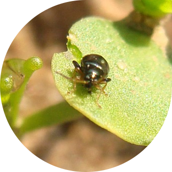 Зығыр бүргелері