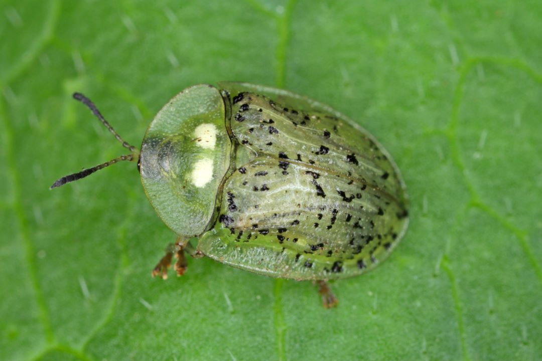 Қызылша қалқаны