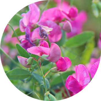 Түйнек дәрежесі