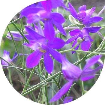 Далалық ларкспур