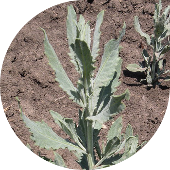 Сусымалы қыша (қызғылт)