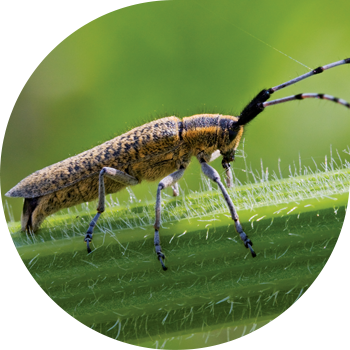 Күнбағыс барбекюі