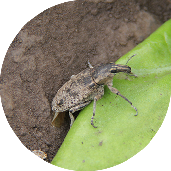 Сұр қызылша арамшөптері