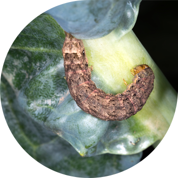 Қырыққабат құрты