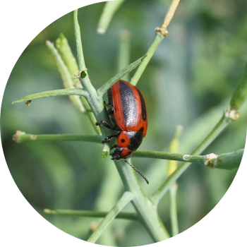 Рапс жапырағы қоңызы