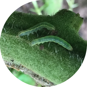 Бақша шөміші