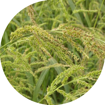 Тауық тары (қарапайым қара жидек)