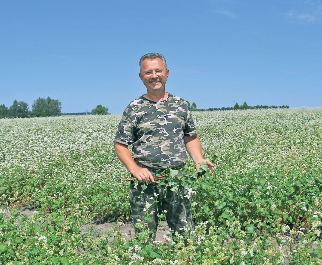 Новая жизнь гречихи