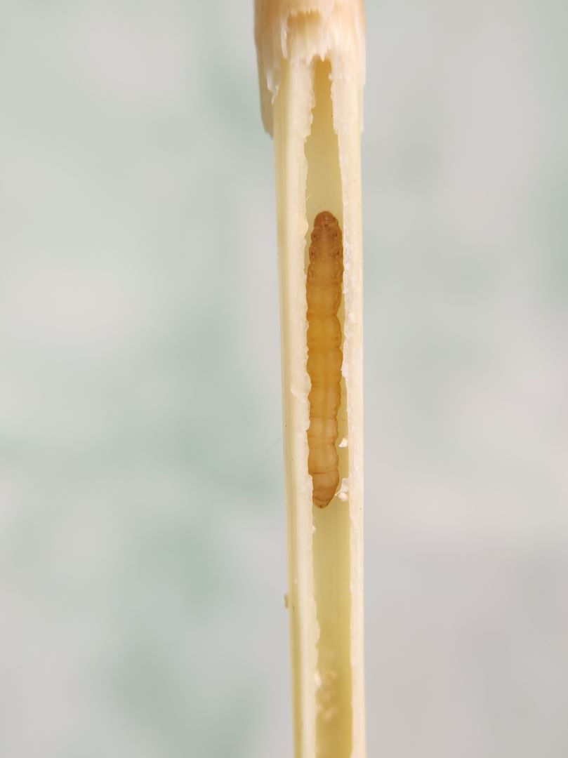 Сары күріш оты