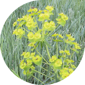 Жүзімдегі эйфорбия (вальдштейн)