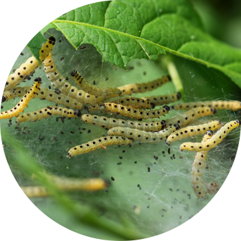 Ермин алма көбелегі