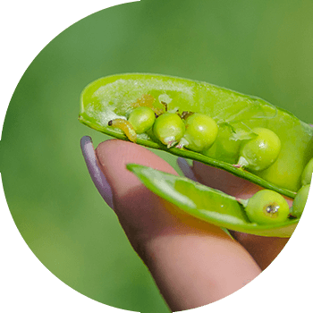 Бұршақ көбелегі