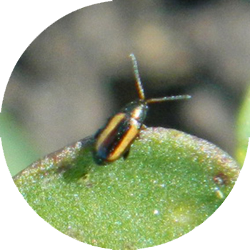 Крест тәрізді бүргелер