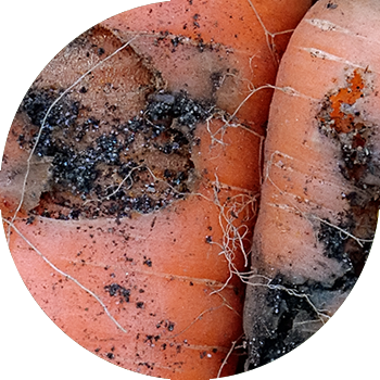 Сәбіз шыбыны