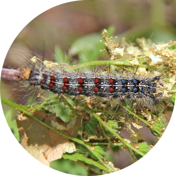 Жұпталмаған жібек құрты