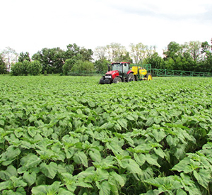Болезни подсолнечника