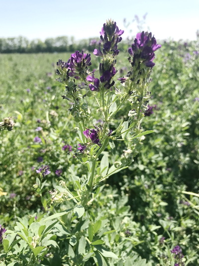 Как&nbsp;увеличить выход семян люцерны