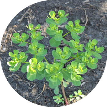 Эйфорбия-күн сәулесі