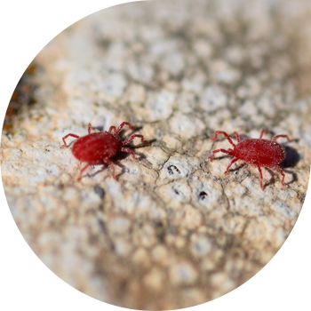 Қызыл жеміс кенесі