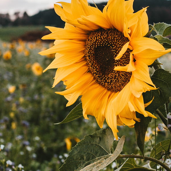 Қатарлы дақылдарды себу калькуляторы