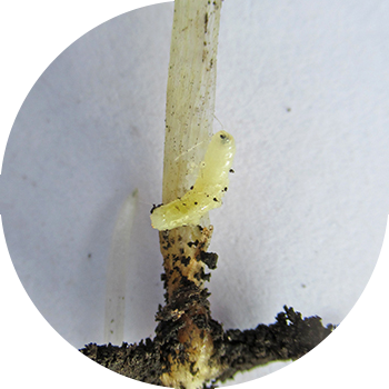 Гессиан шыбыны