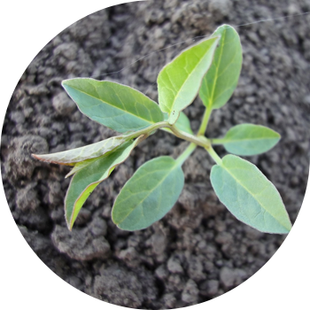 Вьюнок полевой (березка)